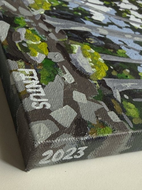 Black Bear In the Forest